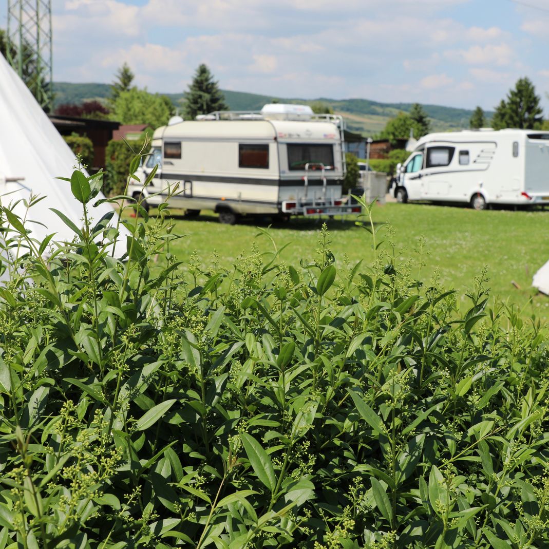 Camping Purbach